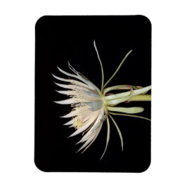 Íman Íman de flores de cactus