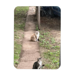 Íman Íman de gato