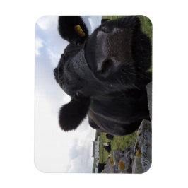 Íman Íman de Vaca de Artes H.A.S.