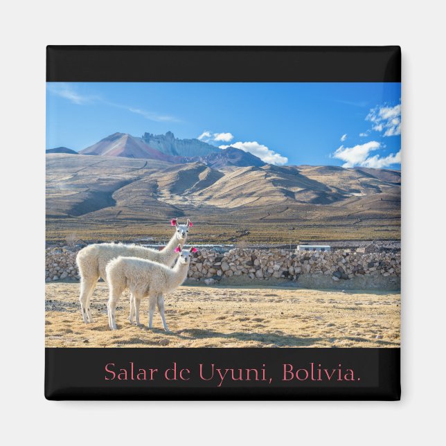 Íman Imán, Llamas Salar de Uyuni, Bolivia (Frente)