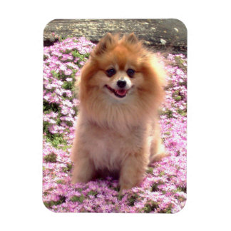 Íman Íman | Pomeraniana com Flores Rosa
