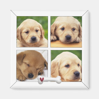 Íman ímanes de cães fotográficos instagram