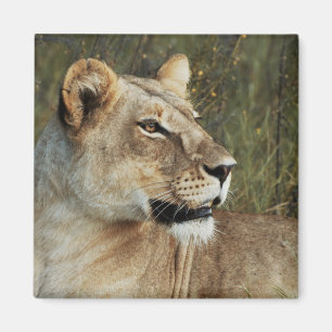 Íman Ímanes Lioness safari - personalizar