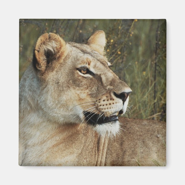Íman Ímanes Lioness safari - personalizar (Frente)