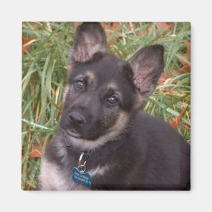 Íman Ímãs adoráveis do filhote de cachorro