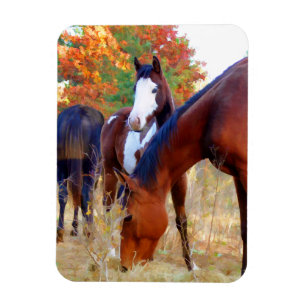 Íman Ímãs bonitos do cavalo