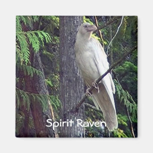 Íman Ímãs brancos do corvo