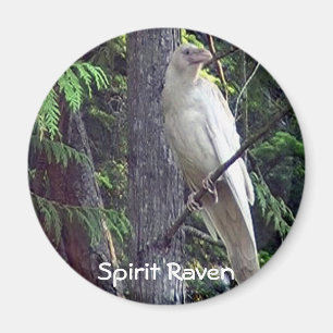 Íman Ímãs brancos do corvo