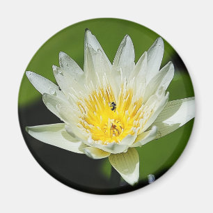 Íman Ímãs da flor e da abelha do lírio de água bran