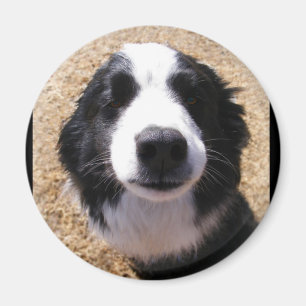Íman Ímãs da foto do nariz de cão