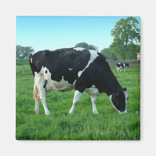 Íman Ímãs da vaca