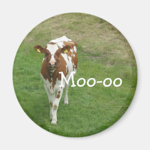 Íman Ímãs da vaca