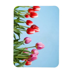 Íman Ímãs das tulipas do primavera