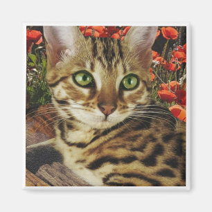 Íman Ímãs de Bengal