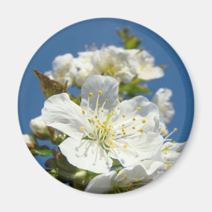 Íman Ímãs de flor de cerejeira Céu Azul personalizado