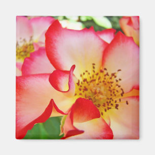 Íman Ímãs de Flores de Rosa Coloridas Vermelhas Brancas