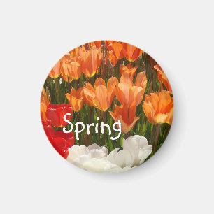 Íman Ímãs de Flores de Tulipa da Primavera Tulipas Lara