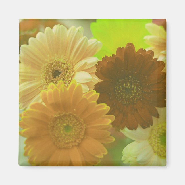 Íman Ímãs de Geladeira de Flores de Gerbera Amarela (Frente)