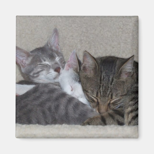 Íman Imãs de geladeira de gatos (Frente)