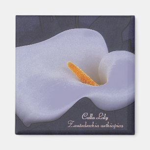 Íman Imãs de geladeira de Ilustração Calla Lily