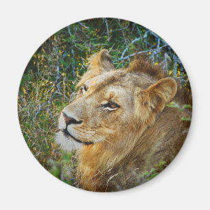 Íman Imãs de geladeira de leão machos africanos