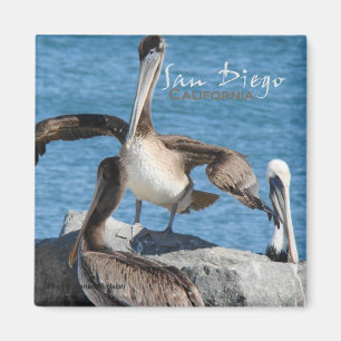 Íman Imãs de geladeira dos pelicanos de San Diego