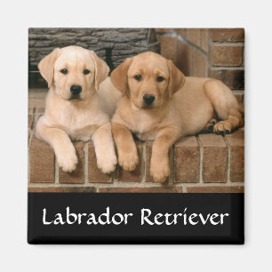 Íman Ímãs de Geladeira Filhotes de Labrador Retriever