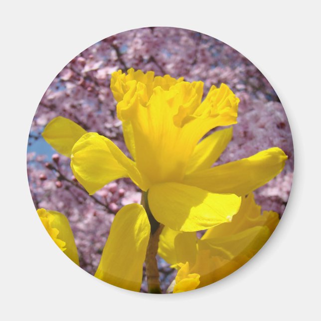 Íman Ímãs de Narcisos da Primavera presentes Flores Ros (Frente)