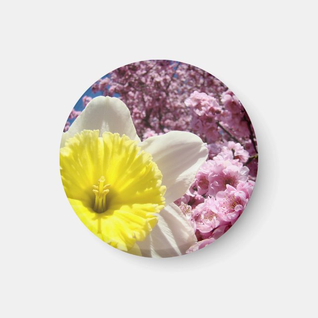 Íman Ímãs de primavera Narcisos amarelos Flores cor-de- (Frente)