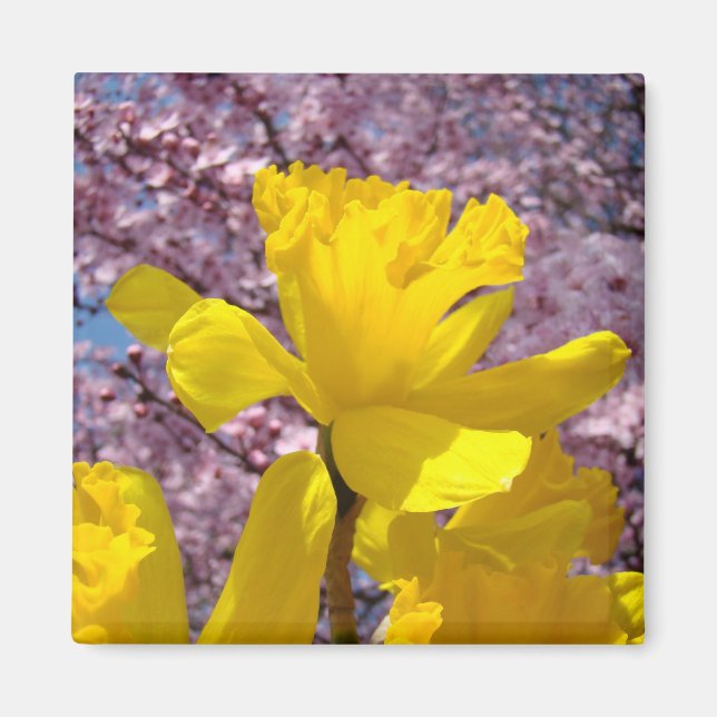 Íman Ímãs de primavera Narcisos amarelos Flores de árvo (Frente)