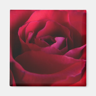 Íman Ímãs de Rosa Vermelha Presentes de Rosa Rosa Decor
