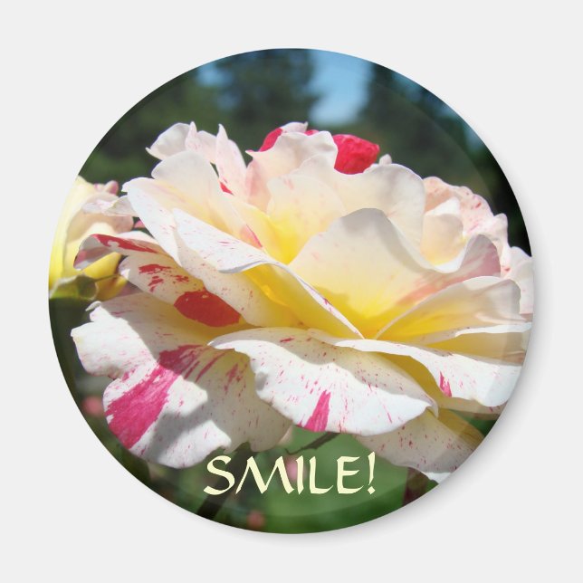 Íman ÍMÃS DE SORRISO Presentes de Escritório Ímã Rosas  (Frente)