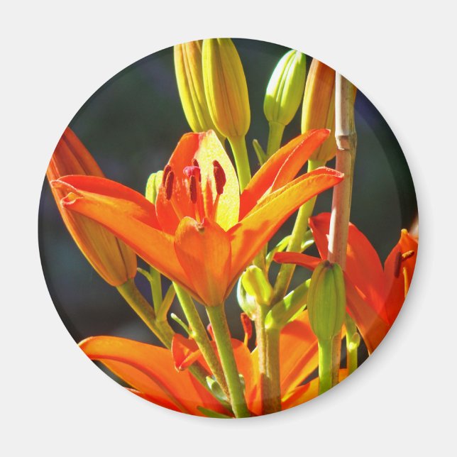 Íman Ímãs de Toque de Cura Flores Laranja Lírio (Frente)