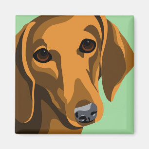Íman Ímãs do Dachshund
