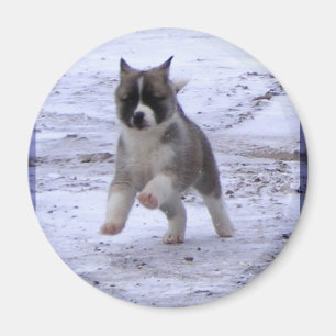 Íman Ímãs do filhote de cachorro de Akita