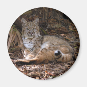 Íman Ímãs do lince