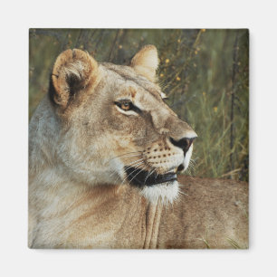 Íman Ímãs do safari da leoa - personalize