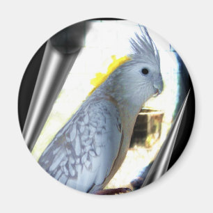 Íman Ímãs do tiel de WF