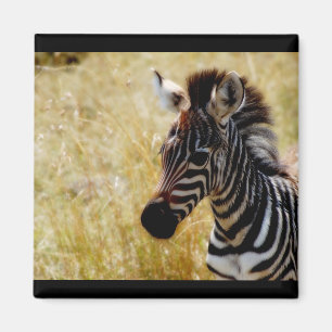 Íman Ímãs dos animais selvagens do potro da zebra (em