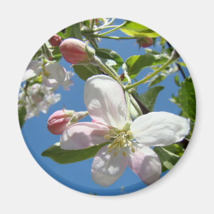 Íman ÍMÃS FLORES DE MAÇÃ Rosa Flores de Maçã