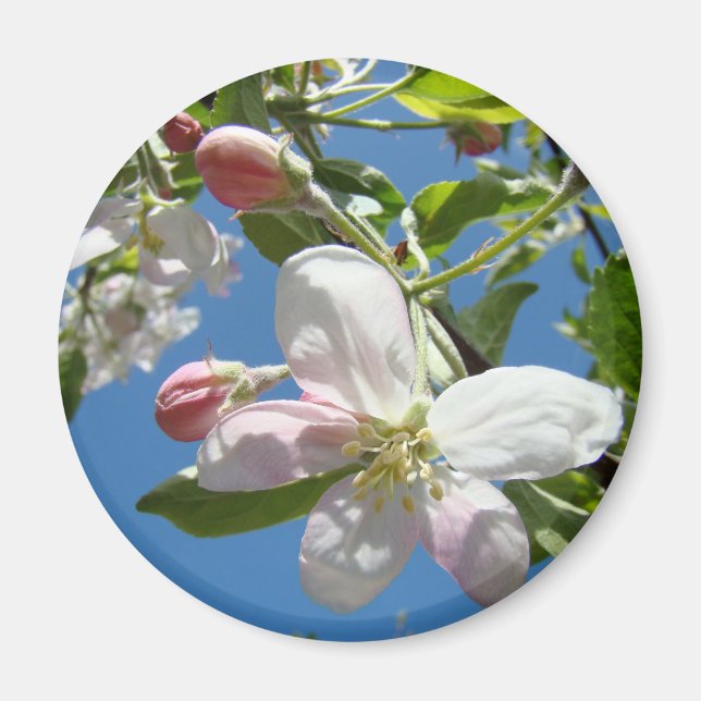 Íman ÍMÃS FLORES DE MAÇÃ Rosa Flores de Maçã (Frente)