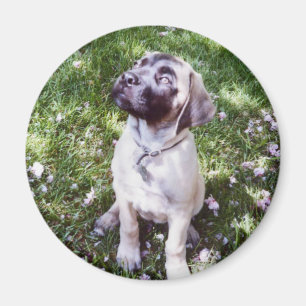 Íman Ímãs ingleses do Mastiff