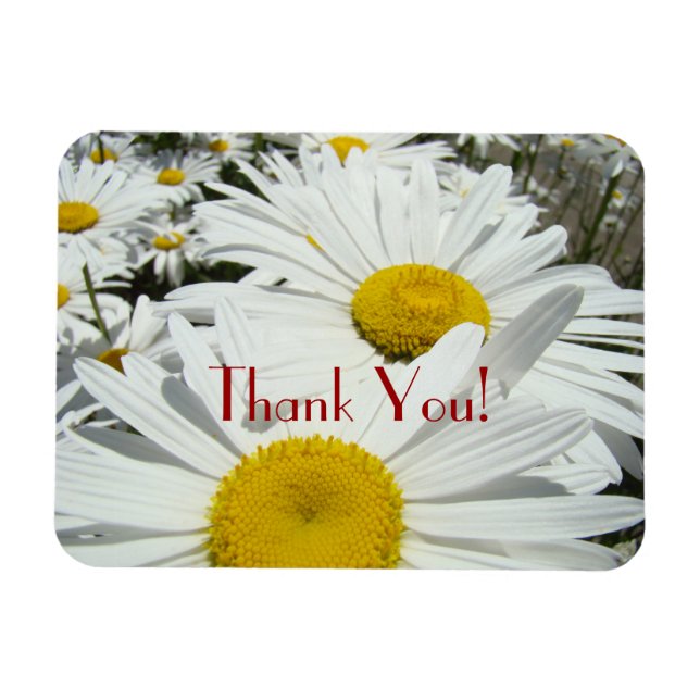 Íman Ímãs Obrigado! flores margarida premium Margaridas (Horizontal)