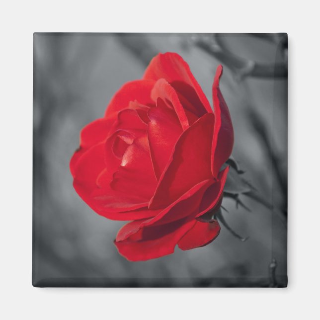 Íman Ímãs Rosa Vermelha (Frente)