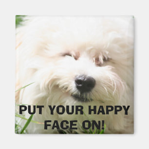 Íman IMG_0011, Bichon Frise: PNHA SUA CARA FELIZ SOBRE!