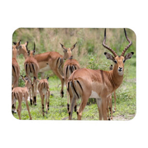 Íman Impala No Delta Do Okavango