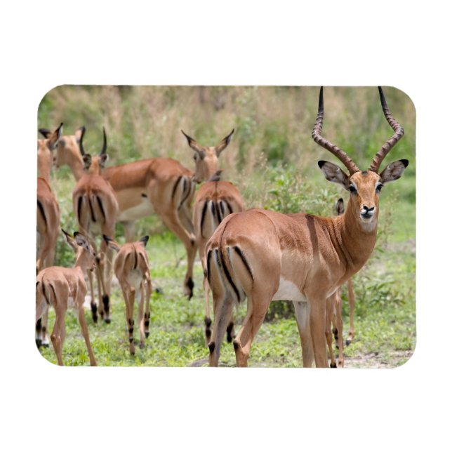 Íman Impala No Delta Do Okavango (Horizontal)