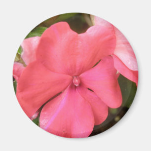 Íman Impatites rosa com o ímã macro do ventilador