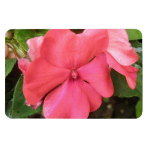 Íman Impatites rosa Flor Macro Premium Magnet
