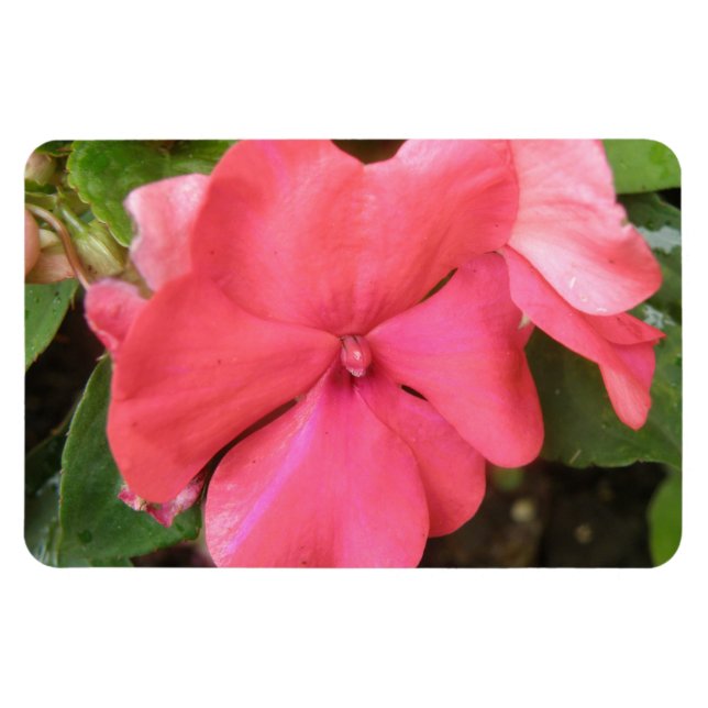 Íman Impatites rosa Flor Macro Premium Magnet (Horizontal)